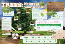 Celebrating World Environment Day with free resource for schools Tree poster- Forests: Nature at your service